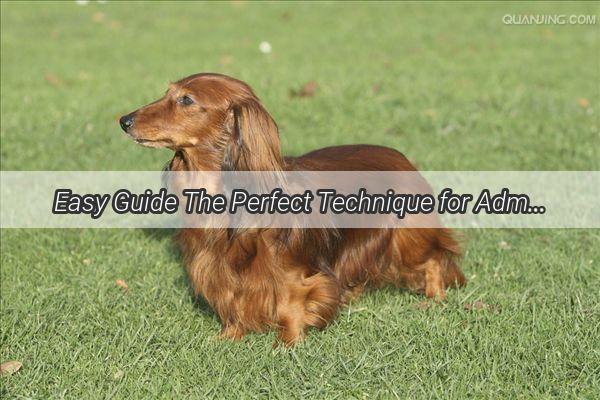 Easy Guide The Perfect Technique for Administering Your Dogs Deworming Pill